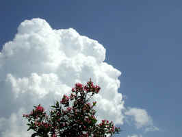 Honeysuckle-Clouds-2005-w-2.jpg (157919 bytes)