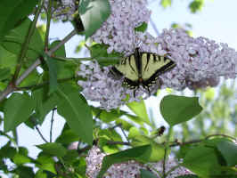 Monarch and lilacsmall.jpg (235748 bytes)
