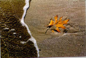Oak In Waves.jpg (123161 bytes)