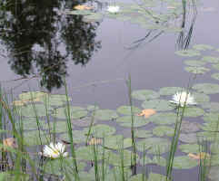 Pond_Lillies_2003_August.JPG (177793 bytes)