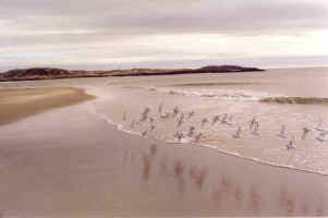Sandpipers.jpg (176607 bytes)