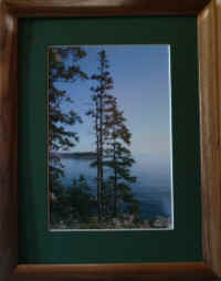 Schoodic-Spruce-2005-web.jpg (29817 bytes)
