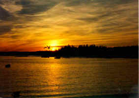 ducks in sunset.jpg (189745 bytes)