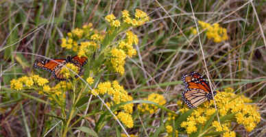 2-butterflies-and-goldenrod.jpg (40711 bytes)