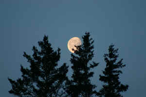 Deer-Isle-Moon-1-3-25-08w.jpg (126931 bytes)