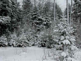 Monochome snow 1983smaller.jpg (597123 bytes)