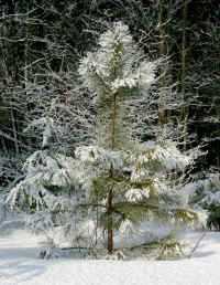 Red-pine-in-snow-mar-2007.jpg (518730 bytes)