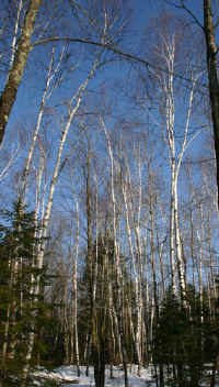 Winter-Birches2005web.jpg (176370 bytes)