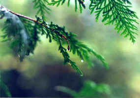 rain.jpg (310207 bytes)